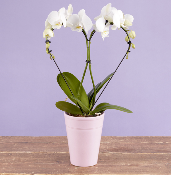 The Love Heart Orchid