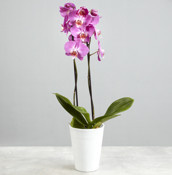 Pink Potted Orchid