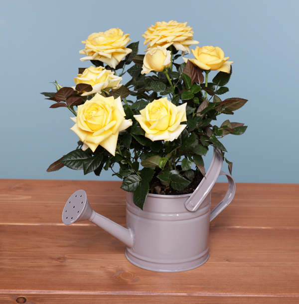 Yellow Rose in Watering Can