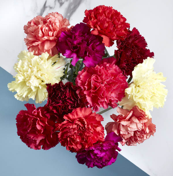 The Bright Letterbox Carnations - £19.99