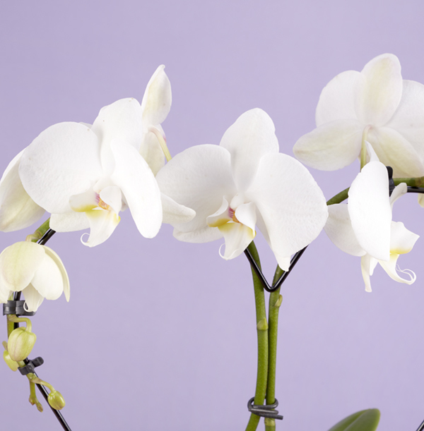 The Love Heart Orchid