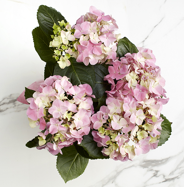 Gift Wrapped Pink Hydrangea