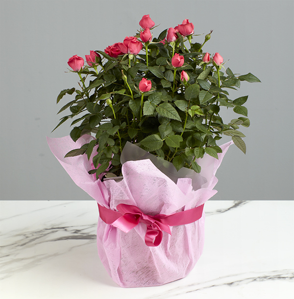 Gift Wrapped Pink Parade Rose