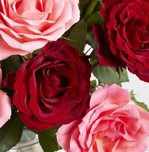 The Letterbox Dozen Red And Pink Roses   - £22.99