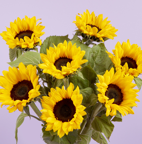 The British Sunflower Bouquet Funky Pigeon