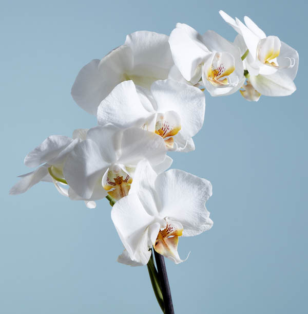 The White Orchid 29 99 Funky Pigeon