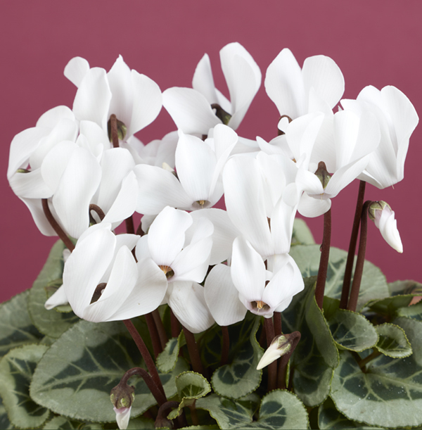 Cyclamen In Forest Pot Gift Set | Funky Pigeon