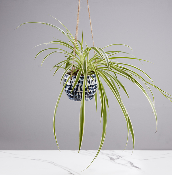 Hanging Spider Plant Funky Pigeon