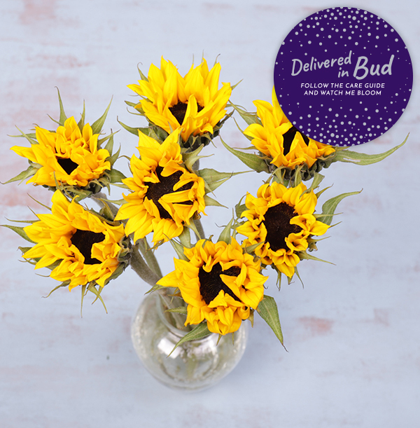 The British Sunflower Bouquet Funky Pigeon