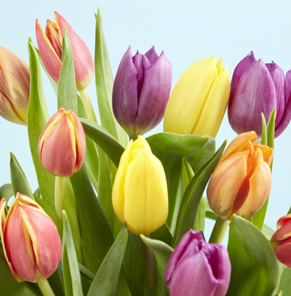 The Letterbox Mixed Tulips Funky Pigeon